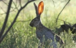 hearing listening rabbit